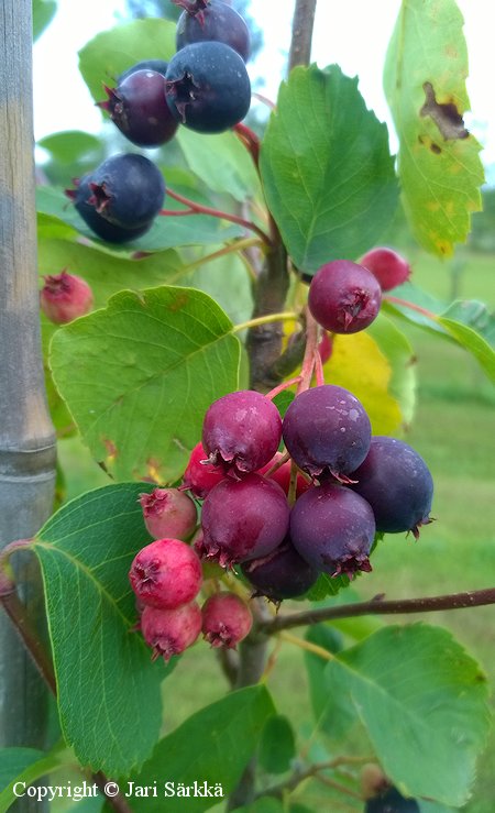 Amelanchier alnifolia 'Martin', marjatuomipihlaja